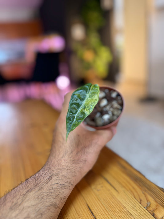 אלוקסיה 'פולי' גיוון אוראה (צהוב)